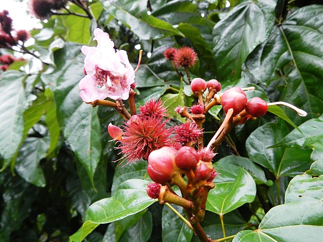 Achiote Flower to Fruit
