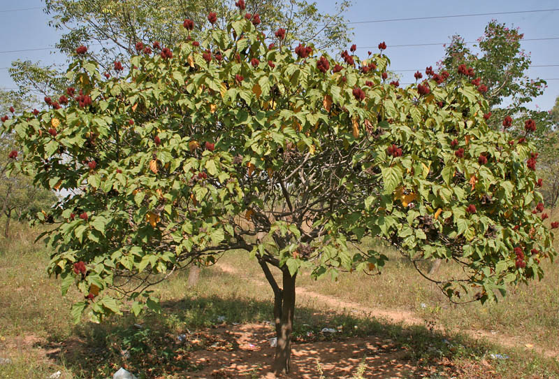 Bixa Orellana Tree